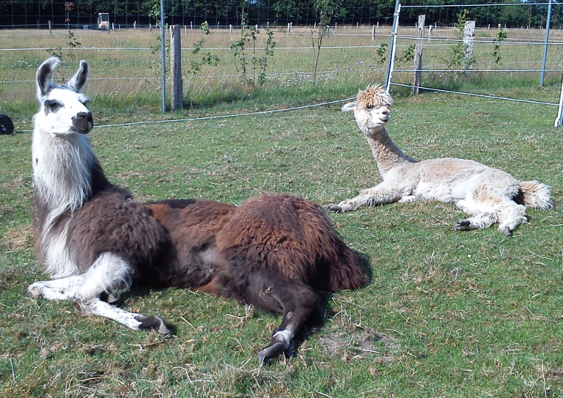Lama und Alpaka ganz entspannt