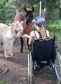 Kontaktaufnahme: Rollstuhl, Lama und Alpaka