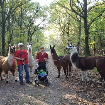 Familienausflug mit Lamas im Wald