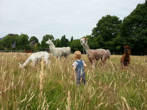 Kind inmitten von Lamas und Alpakas